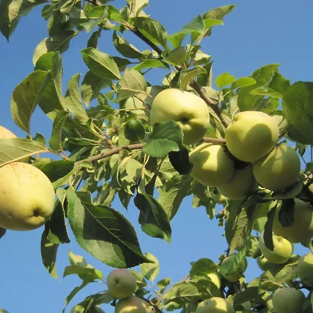 Casa de Férias Sossego *